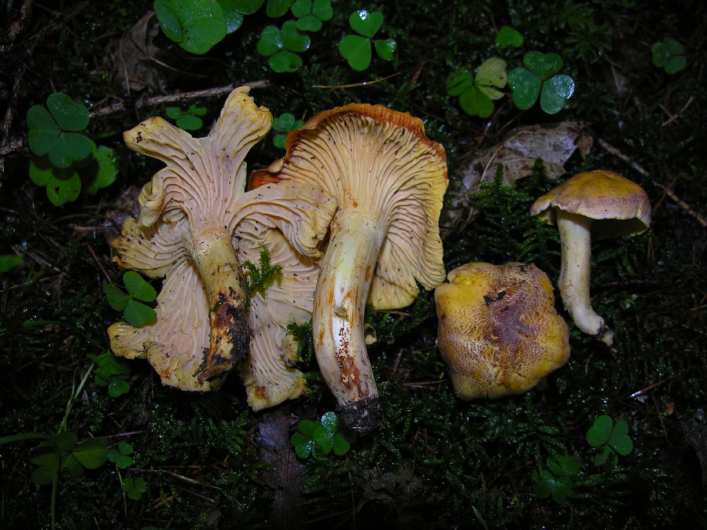 Alcuni Cantharellus di quest''anno.